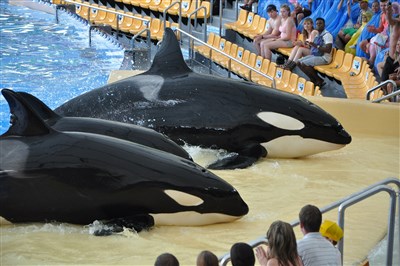 TENERIFE - KLENOT KANÁRSKÝCH OSTROVŮ - Tenerife